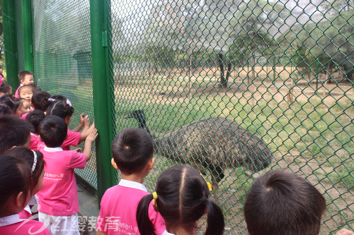 快看呀！大鴕鳥呀！